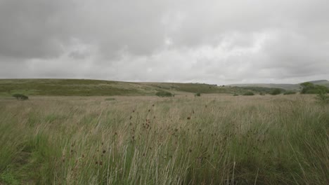 Ein-Zeitraffer-Einer-Grünen-Landschaftsansicht-Mit-Wildblumen-Im-Wind-Im-Dartmoor-nationalpark-Devon-Uk