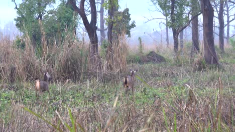 Two-sambar-deer-walking-in-the-tall-grass-of-the-Chitwan-National-Park