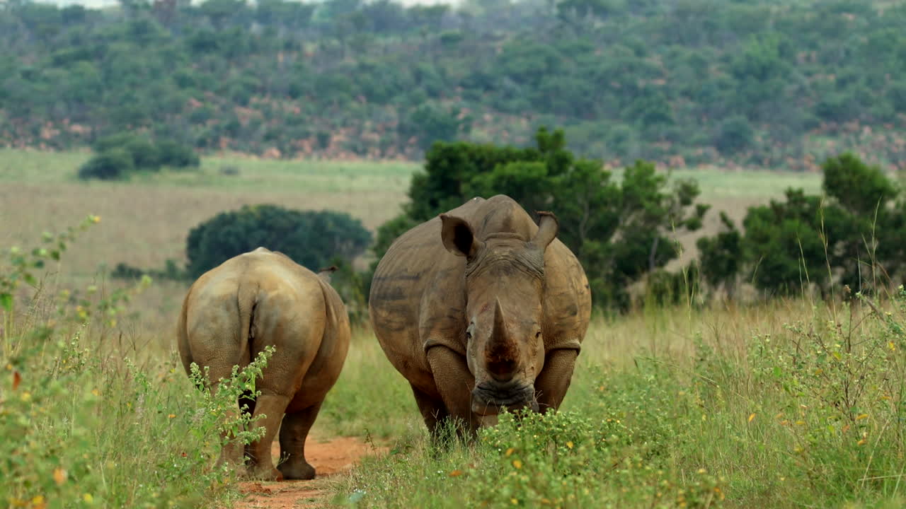 Relaxed white rhino mom and calf stands in opening of tall green grasses