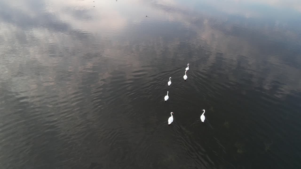 la cámara sigue a una familia de cisnes flotantes en las aguas tranquilas de un lago