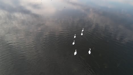 the camera follows a family of buoyant swans on the calm waters of a lake