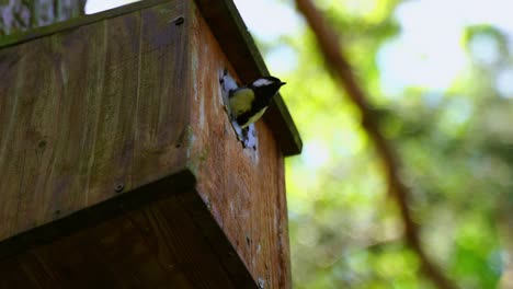 tit sits on the roof of a bird house on a tree and brings in food to the young animals