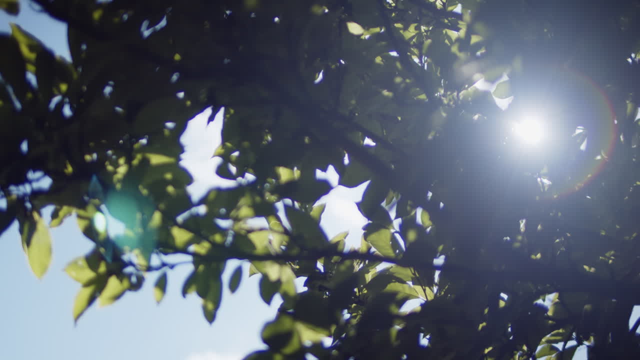 Sunlight shining through green leaves on a tree creating lens flare