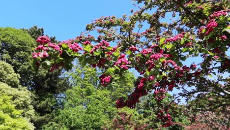 Beautiful-pink-blossom-and-lush-green-trees-at-Saint-Stephens-Green-Park,-Dublin