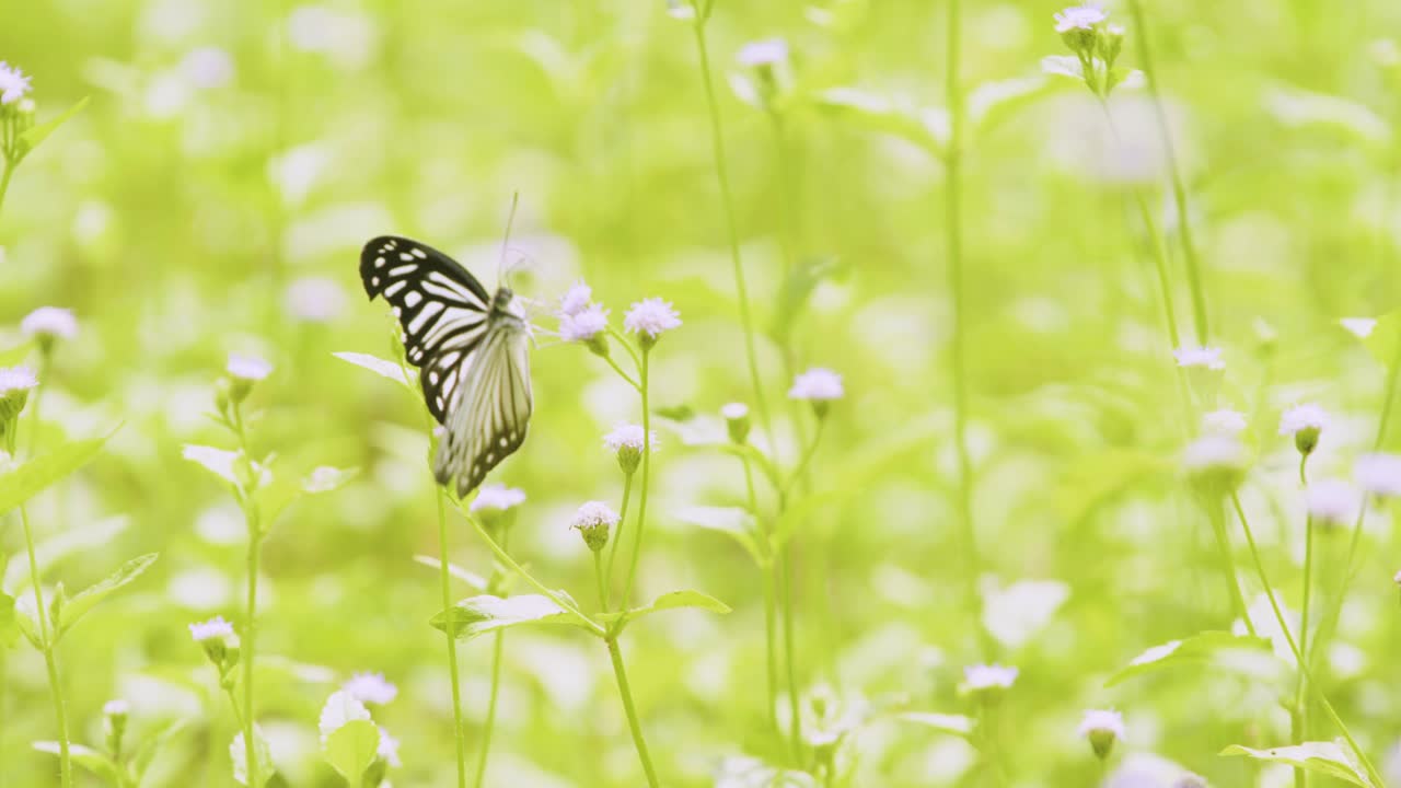 자연 환경에서 꽃을 수분시키는 나비-6