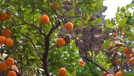 Parrot-eating-oranges-from-tree,-close-up-handheld-view