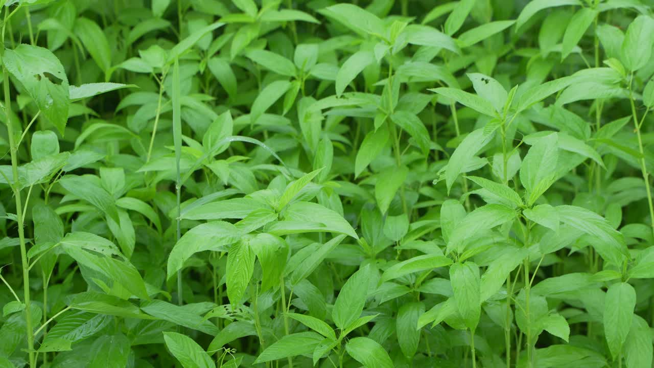 Jute has been cultivated in vast fields.