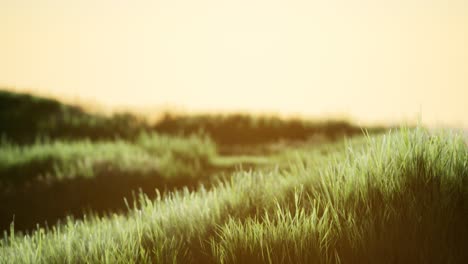 groen veld bij zonsopgang met blauwe hemel