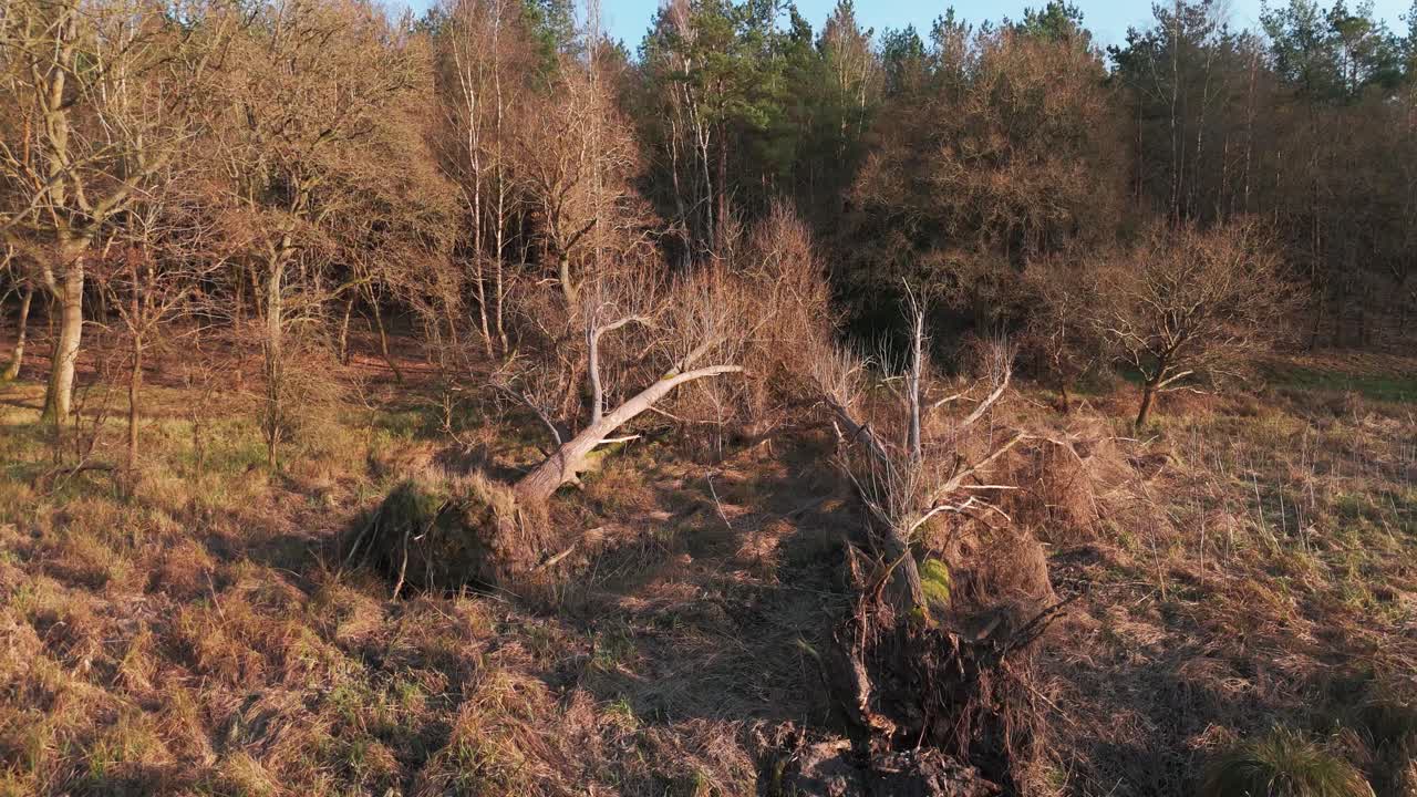 Dry, fallow forest landscape in Breckland, Norfolk, showing uprooted trees