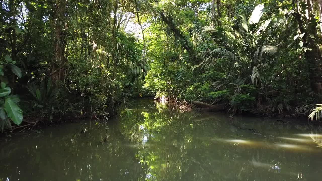 navegando el canal de tortuguero en un bote, descubriendo la exuberante vegetación y la selva tropical intacta