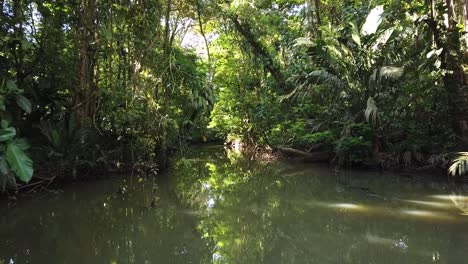 navigating the tortuguero canal on a boat, discovering the lush vegetation and the intact rainforest