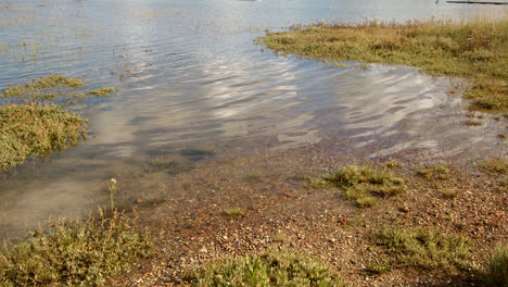 Mittlere-Aufnahme-Von-Niedrig-Liegendem-Gras,-Das-Bei-Flut-überflutet-Wurde,-Aufgenommen-Im-Ashlett-Creek-Sailing-Club-In-Solent,-Southampton