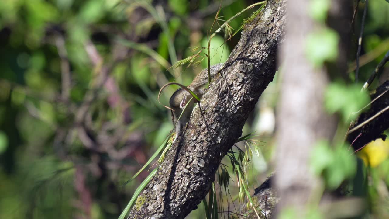 una ardilla de tierra de tres rayas comiendo semillas de hierba mientras está asentada en un árbol
