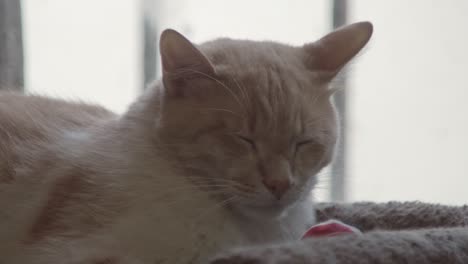 un gato adormecido descansando en el interior con los ojos cerrados y relajándose