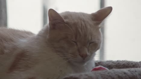 a sleepy cat resting indoors with eyes closed and relaxing