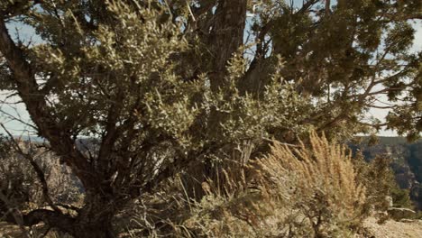 Grand-Canyon-National-Park-South-Rim-in-Arizona-with-dolly-shot-and-pan-moving-from-tree-to-reveal-canyon