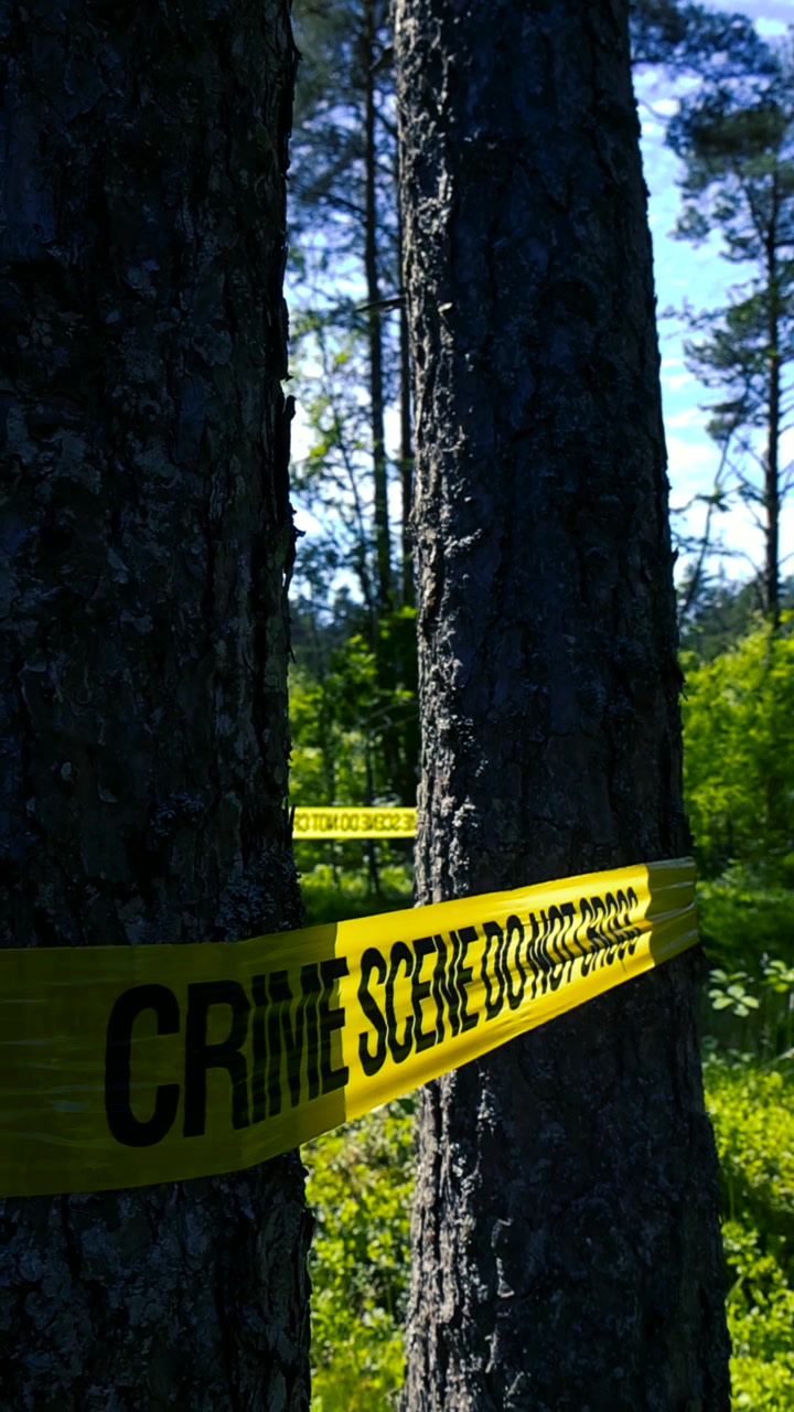 Bright yellow police tape with the words Crime Scene Do Not Cross wrapped around pine trees, cordoning off an investigation area in a sunny, green forest during the daytime