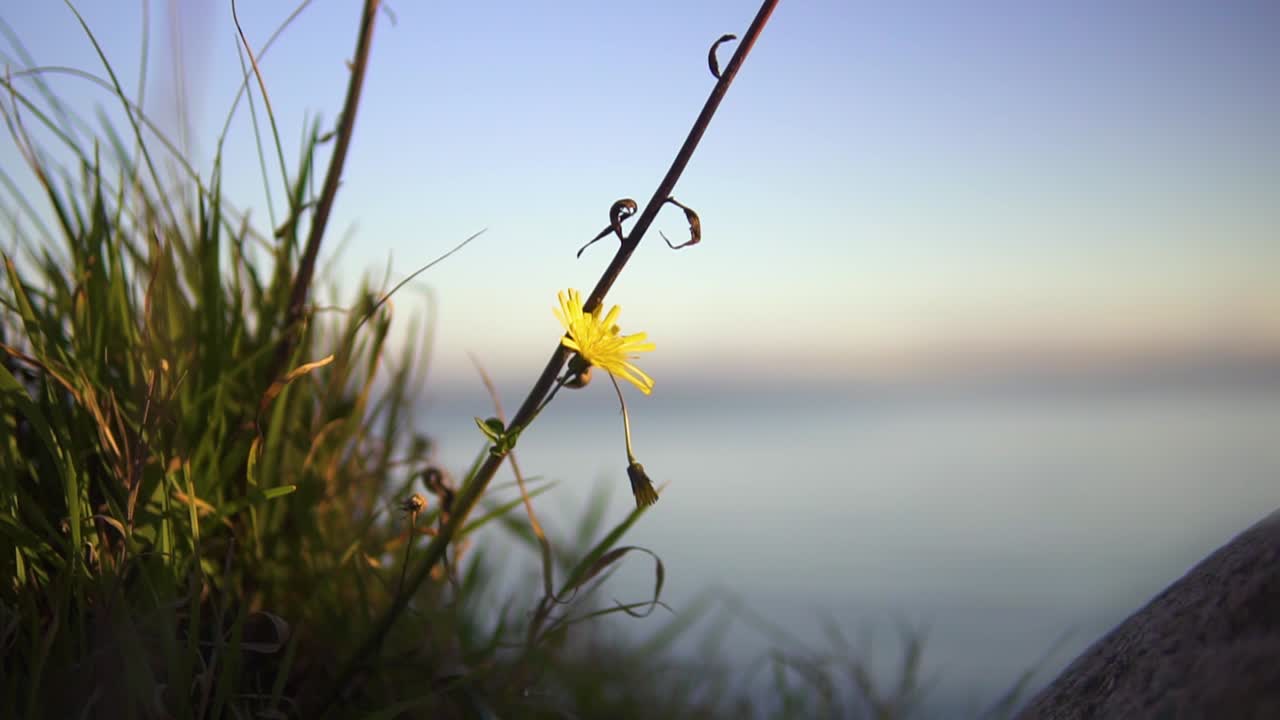 Nærbillede makrooptagelse af en almindelig mælkebøtte og græs, der bevæger sig i den langsomme vind ved solnedgang, med hav som baggrund.