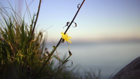 close-up macro shot of a common dandelion and grass moving with slow wind at sunset, ocean background