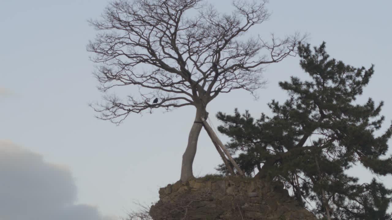 Bird standing on a tree of a rock, Onnaiwa, Toyama, Japan