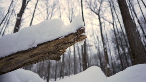 pan shot in winter in front of a wood chuck with snow on top