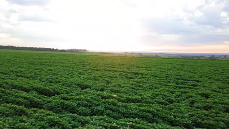 a beautiful soybean plantation with sunrise, beautiful light, leaving the green leaves with a golden tone, perfect nature