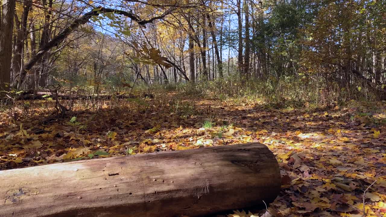 Splendida giornata di sole nella foresta in un giorno d'autunno con un tronco caduto, senza persone.