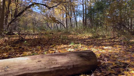 Hermoso-Día-Soleado-En-El-Bosque-En-Un-Día-De-Otoño-Con-Un-Tronco-Caído,-Nadie