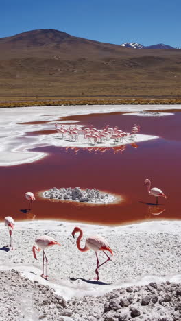 pink flamingos in a red salt lake with mountains in the background