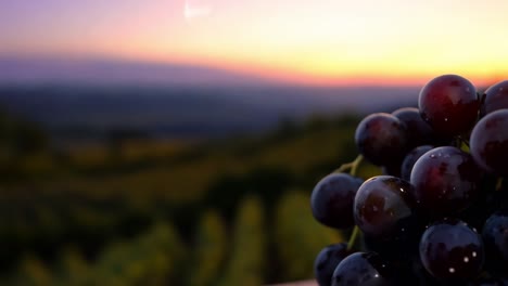 close-up of a bunch of red grapes in a vineyard at sunset