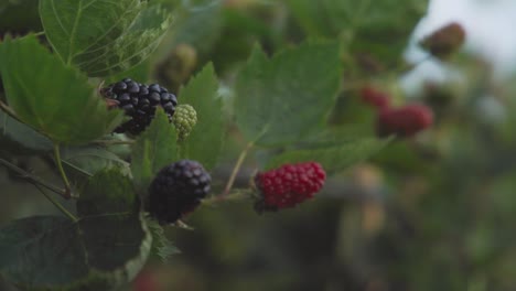 Black and red blackberries growing in field, close up racking focus