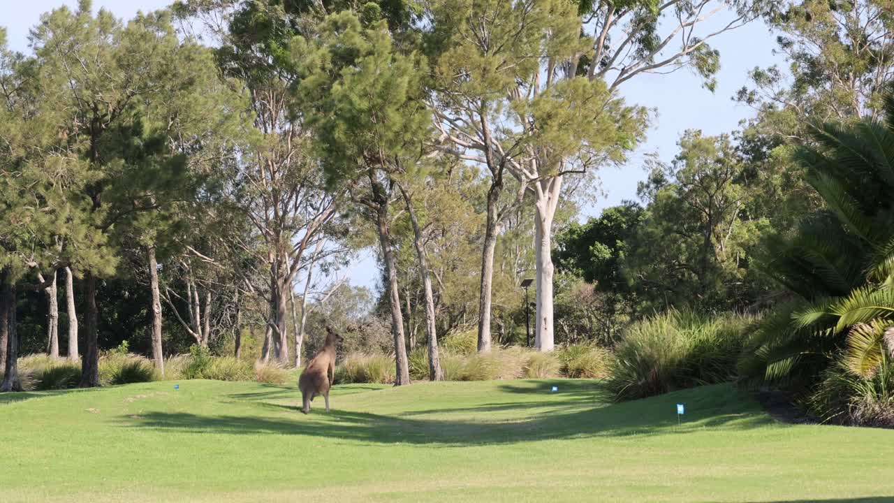 Canguro che attraversa un paesaggio panoramico di campo da golf