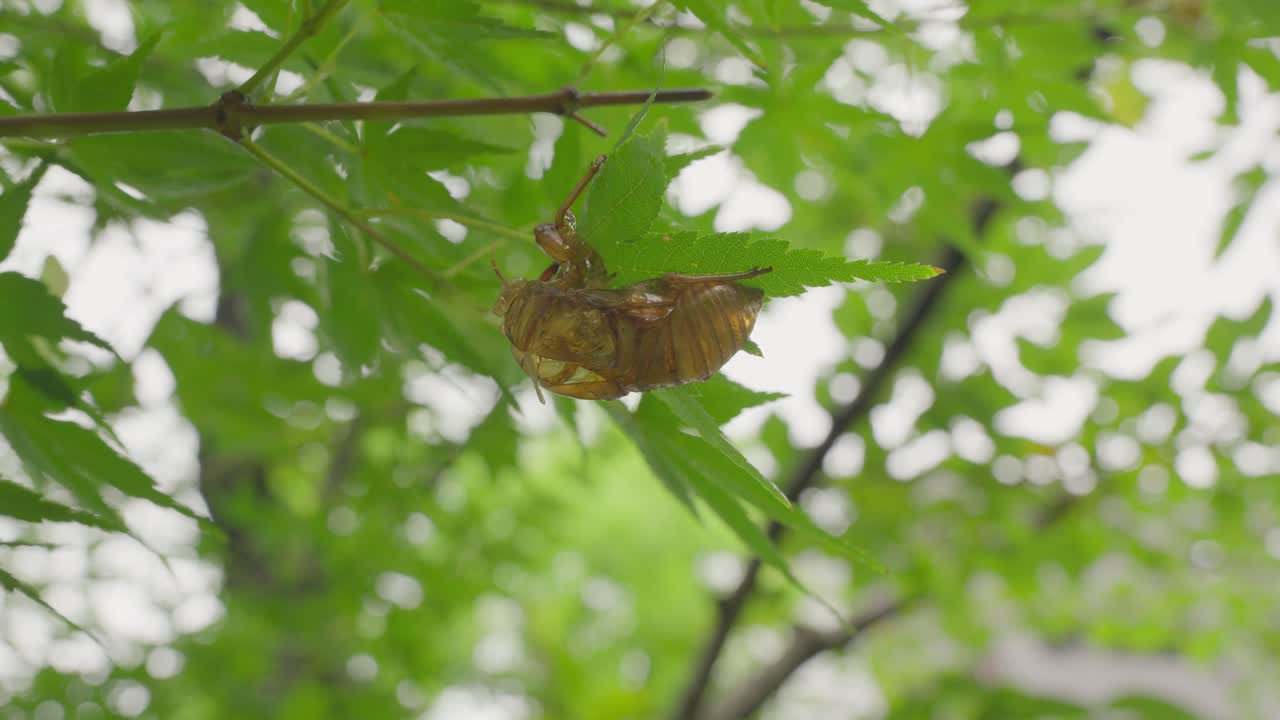 A close-up shot of a cicada's empty, brownish-gold exoskeleton hanging from a thin branch surrounded by green leaves