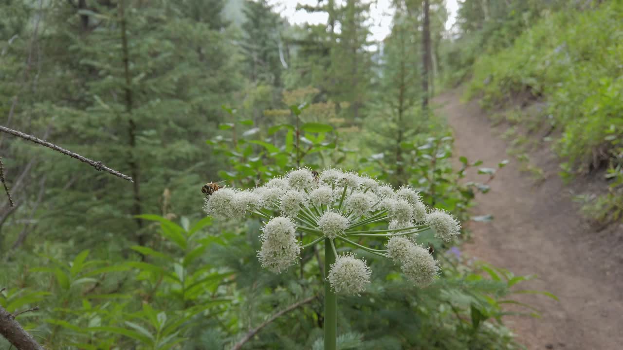 las abejas alimentándose de flores blancas se acercó a las montañas rocosas de kananaskis, alberta, canadá