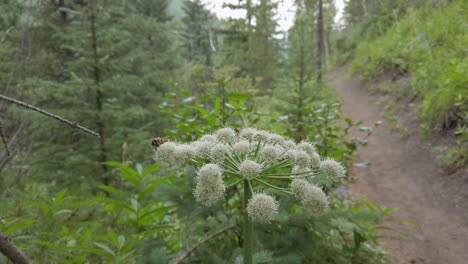 Las-Abejas-Alimentándose-De-Flores-Blancas-Se-Acercó-A-Las-Montañas-Rocosas-De-Kananaskis,-Alberta,-Canadá