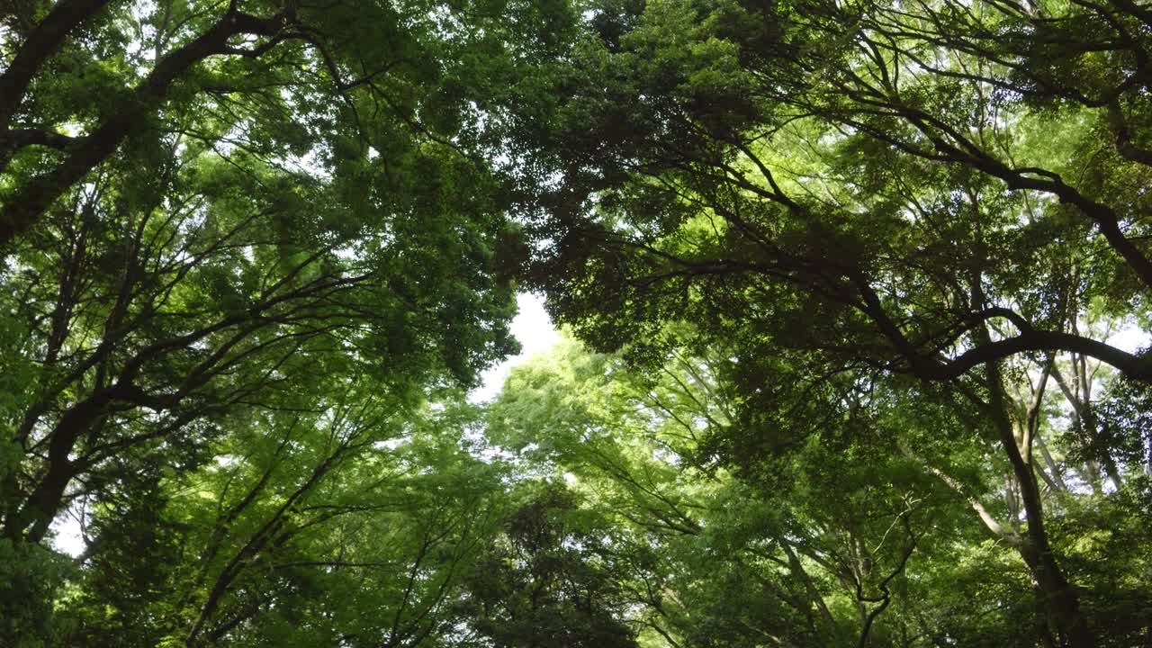 Slow motion POV walk looking up at tree tops with light seeping through