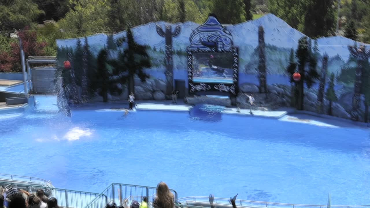 vallejo california의 식스 플래그 디스커버리 킹덤에서 백 플립을 하는 범고래의 경과를 중지합니다.