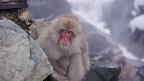 Japanische-Makaken-Sitzen-Auf-Schneebedeckten-Felsen,-Während-Bei-Jigokudani-Dampf-Aufsteigt