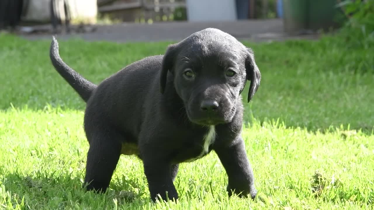 Loney little puppy lost his way in the garden