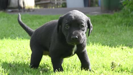 loney little puppy lost his way in the garden
