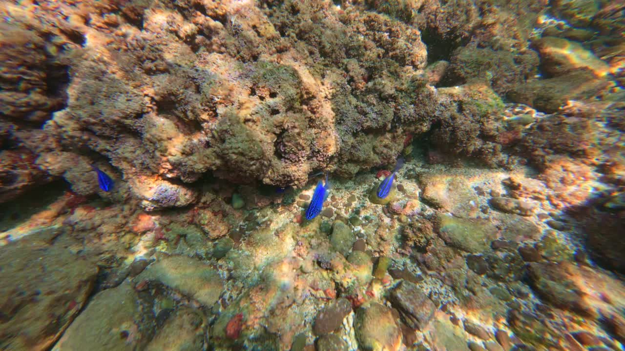 Blue Fishes And Coral Reefs Undersea Of Tenacatica, Jalisco, Mexico. POV Shot