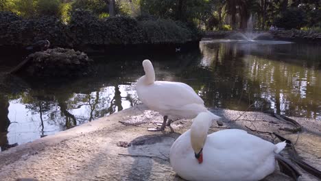 Dos-Cisnes-Blancos-Acicalándose-En-El-Borde-Del-Estanque,-Control-Deslizante-De-Cámara-Lenta