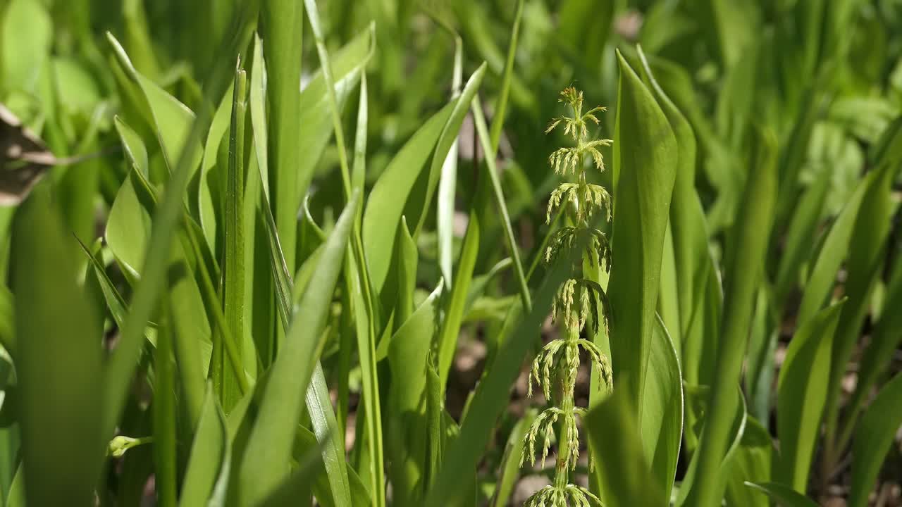 plantas verdes que crecen en la naturaleza, brotes en el bosque, vegetación fresca, disparos a nivel del suelo