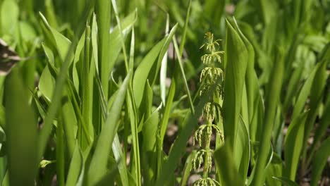 Green-plants-growing-in-nature,-sprouts-in-forest,-fresh-greenery,-ground-level-shot