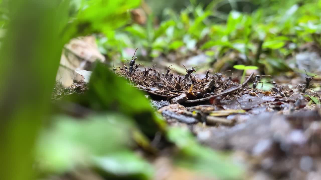 전경 영화 촬영에 defocus와 함께 대서양 숲 바닥에서 이동하는 군대 개미