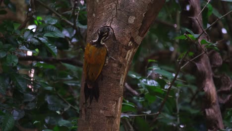 Pecking-into-a-hole-on-the-trunk-of-a-tree,-a-Common-Flameback-Dinopium-javanese-is-looking-for-food-inside-Kaeng-Krachan-National-Park-in-Phetchaburi-province,-Thailand