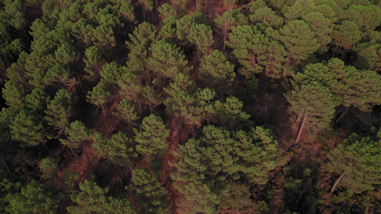 Birdseye view of Sierra de Huetor natural park, tilting up to reveal the mountainous forest, Granada, Spain