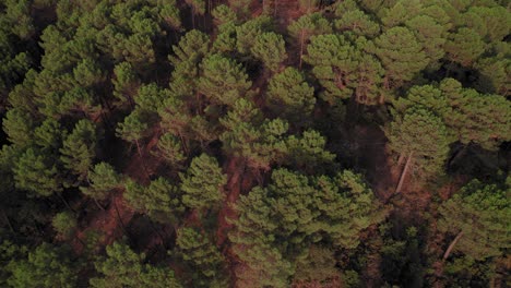 birdseye view of sierra de huetor natural park, tilting up to reveal the mountainous forest, granada, spain