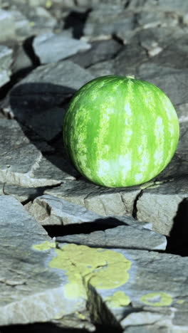 green watermelon on rocks