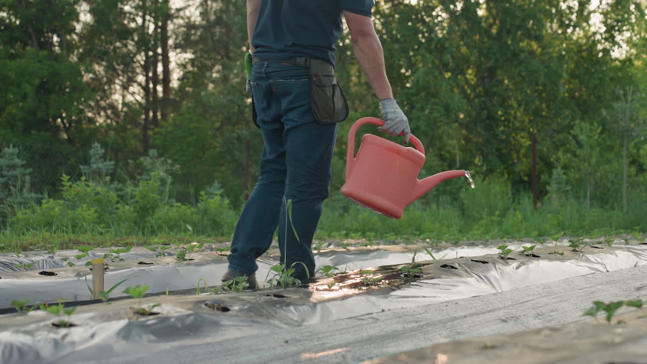adult male gardener watering small strawberry seedlings with coral plastic watering can over black mulch rows in sunlit field, close up on flowing water and young plants amid green foliage